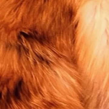 Fox fur swatch